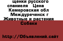 щенки русского спаниеля › Цена ­ 1 - Кемеровская обл., Междуреченск г. Животные и растения » Собаки   